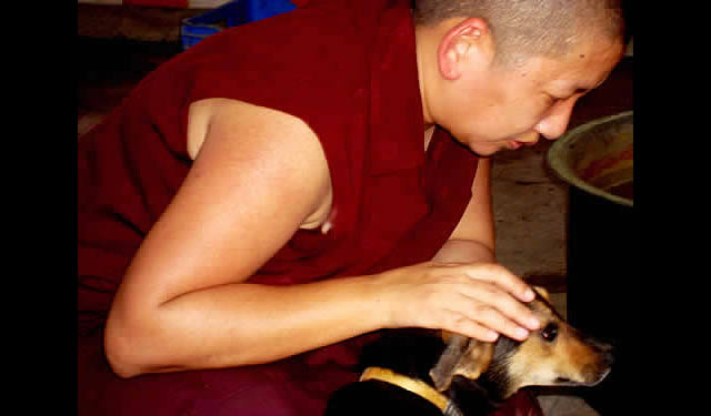 Rinpoche visits with one of the small residents of the animal refuge facility supported by STCS