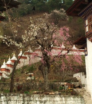 View of small chortens with spring blossoms at Kurjey Lhakhang.