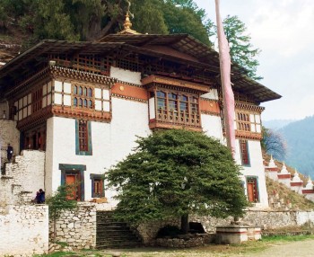 View of sandalwood tree behind Kurjey Lhakhang said to grow from a walking stick planted in the ground by Guru Rinpoche. Sandalwood is not a native species of Bhutan.