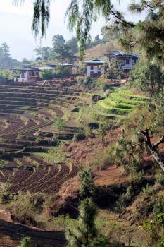 View of a typical terraced garden.