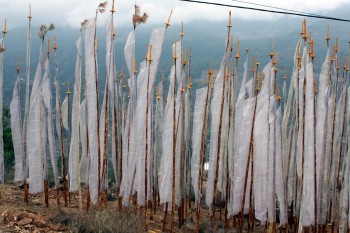 Cluster of white prayer flags at Drak Karpo commemorating the dead. THis is a common site across Bhutan.