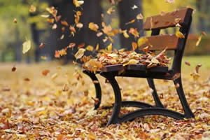 Leaves in the wind